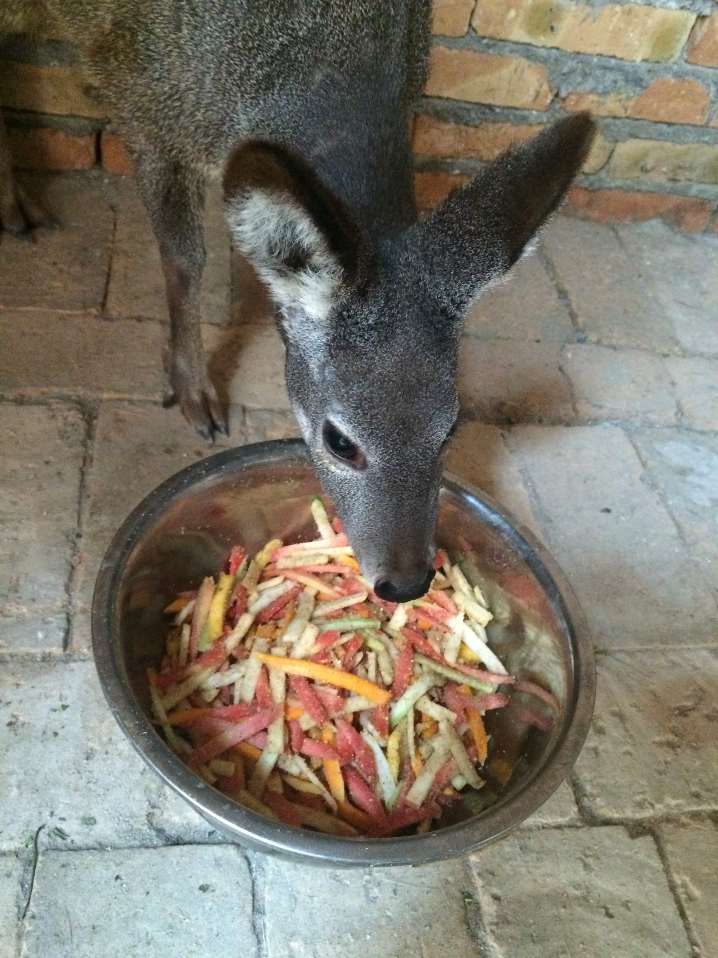 林麝飼喂